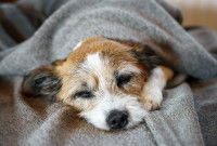 Un chien fatigué allongé sous une couverture
