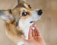 Un homme donne un médicament à son Corgi