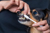 Un homme brosse les dents de son petit chien