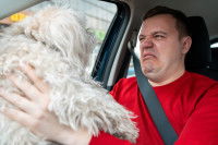 Un chien grimace car son bichon a mauvaise haleine