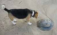 Un chien Beagle renifle une méduse sur la plage