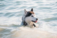 Un Husky se baigne en pleine mer