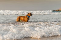 Un chien Boxer se baigne dans la mer