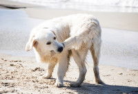 Un chien blanc se mordille la queue sur une plage