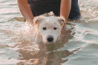 Un homme tient un petit chien dans la mer