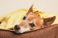 Un chien malade est couché sous une couverture