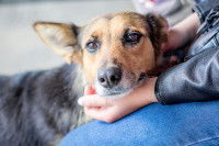 Une femme console un chien malade