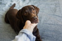 Une femme tient la tête d'un Labrador malade