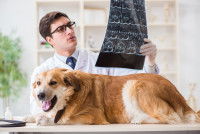 Un vétérinaire examine les scanners d'un Golden Retriever