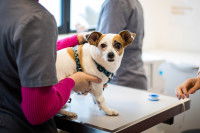 Une vétérinaire place un petit chien sous intraveineuse
