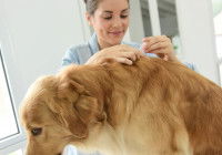 Une vétérinaire fait une piqûre à un Golden Retriever