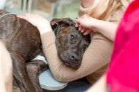 Une femme caresse la tête d'un chien malade