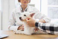 Une vétérinaire ausculte un petit chien blanc