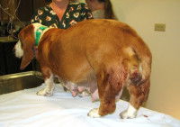 Une chienne avec du sang au niveau du vagin