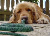 Un chien couché sur le sol observe un serpent vert