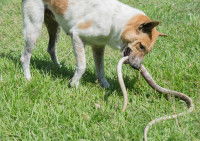 Un chien attrape un serpent dans sa gueule