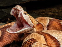 Vue proche d'un serpent avec la gueule grande ouverte