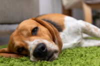 Un Beagle malade est couché sur le sol
