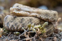 Une vipère aspic sur un sol en forêt