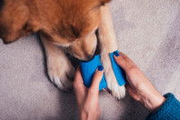 Une femme fait un pansement à un chien blessé à la patte