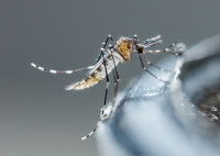 Un moustique posé sur un bocal en verre
