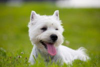 Un Westie dans un jardin avec un moustique posé sur le visage