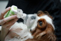 Un vétérinaire place un petit chien sous respirateur