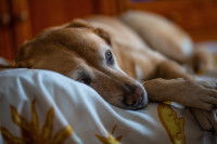 Un chien lévrier fatigué couché dans son panier