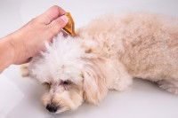 Un homme applique une pipette anti-moustique à son Caniche