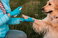 Une femme applique un désinfectant sur la patte de son chien
