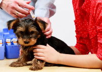 Un vétérinaire fait un vaccin à un petit chien