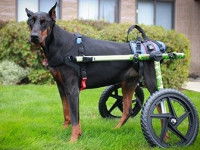 © Handicappedpets.com