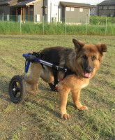 Les races de chiens les plus touchés par la myélopathie dégénérative