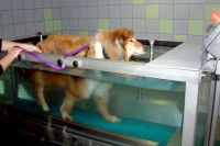 © Collie-online.com