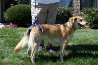 © Handicappedpets.com