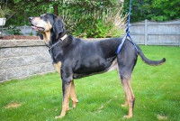 © Handicappedpets.com