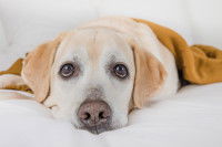 Un jeune chien Labrador allongé sur une couverture avec un regard triste