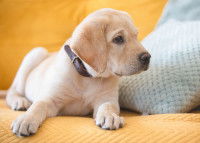 Un chiot Labrador assis sur un canapé de couleur jaune