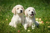 Deux petits chiots Labrador assis sur l'herbe
