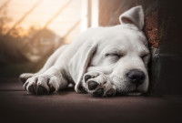 Les symptômes de la narcolepsie chez le chien