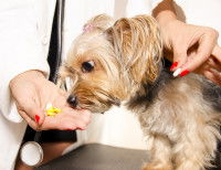 Existe-t-il un traitement pour la narcolepsie du chien ?