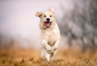 Un beau chien en bonne santé court dans un champ
