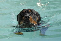 Un Rottweiler nage dans une piscine