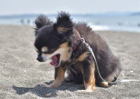 Un Chihuahua tousse sur une plage