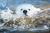 Un chiot en train de se débattre dans l'eau