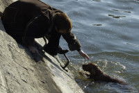 Un homme tente de secourir un chien qui se noie