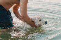 Un homme vient en aide à un petit chien dans l'eau