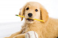 Un chiot tient un crayon dans sa bouche