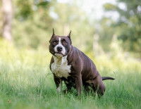 Un chien de type molosse fait caca dans l'herbe