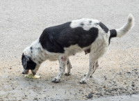 Un chien noir et blanc vomit sur le sol